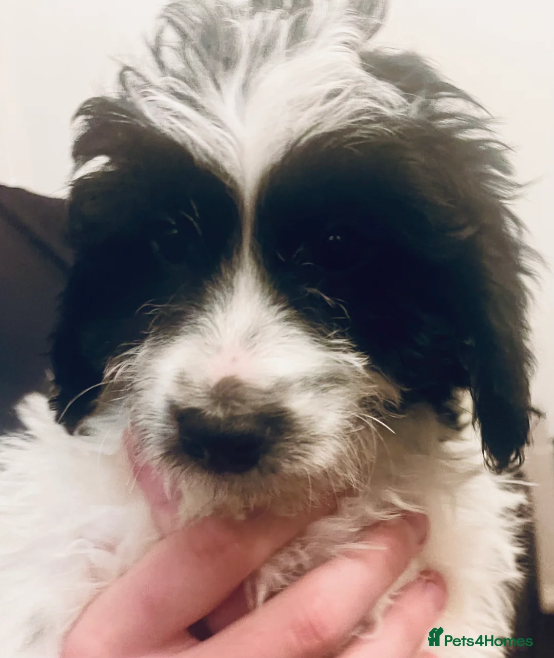 Sproodle dogs for sale: Stunning sproodle / springer / poodle / cockerpoo - Advert 16