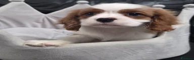 Cavalier King Charles Spaniel Puppy 1