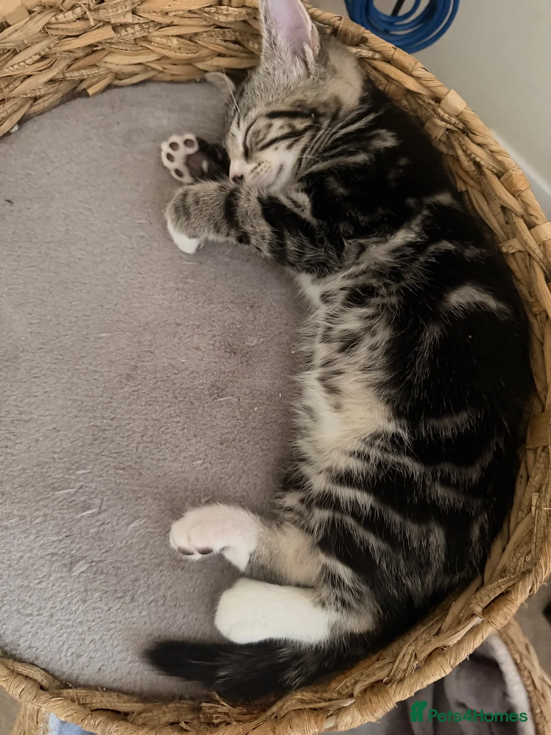 Mixed Breed cats for sale: Beautiful boys ready to go! in Horsham - Advert 2