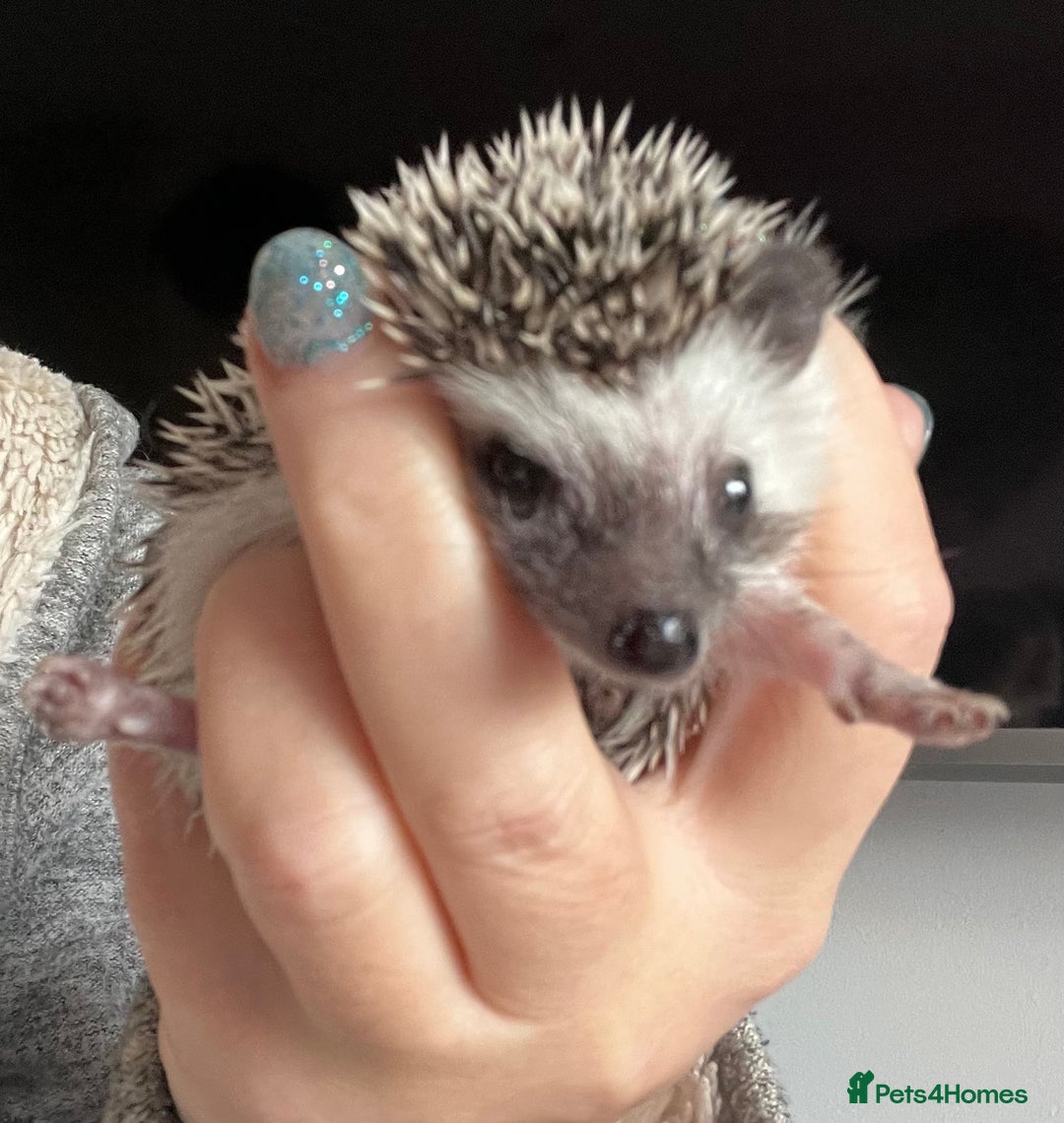 Pygmy Hedgehog rodents for sale: African Pygmy hedgehogs hoglets  - Advert 16