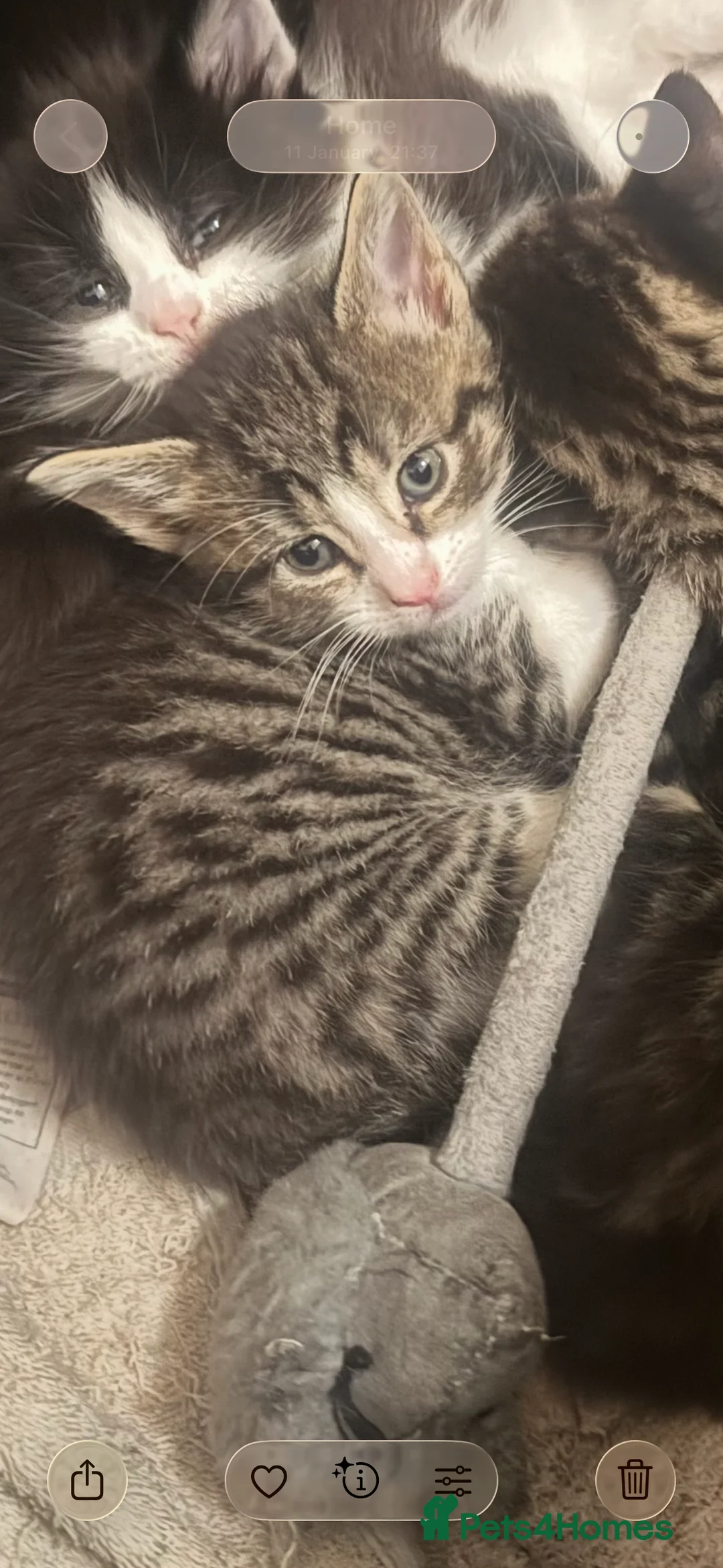 Mixed Breed cats for sale: Beautiful Chucky kittens for sale  - Advert 2