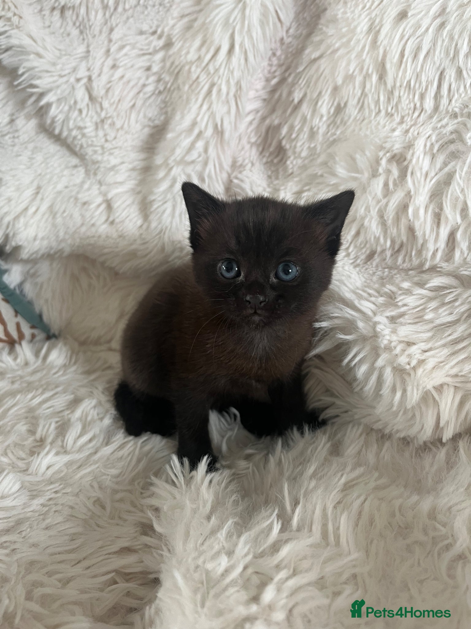 British Shorthair cats Beautiful little girl - Advert 4