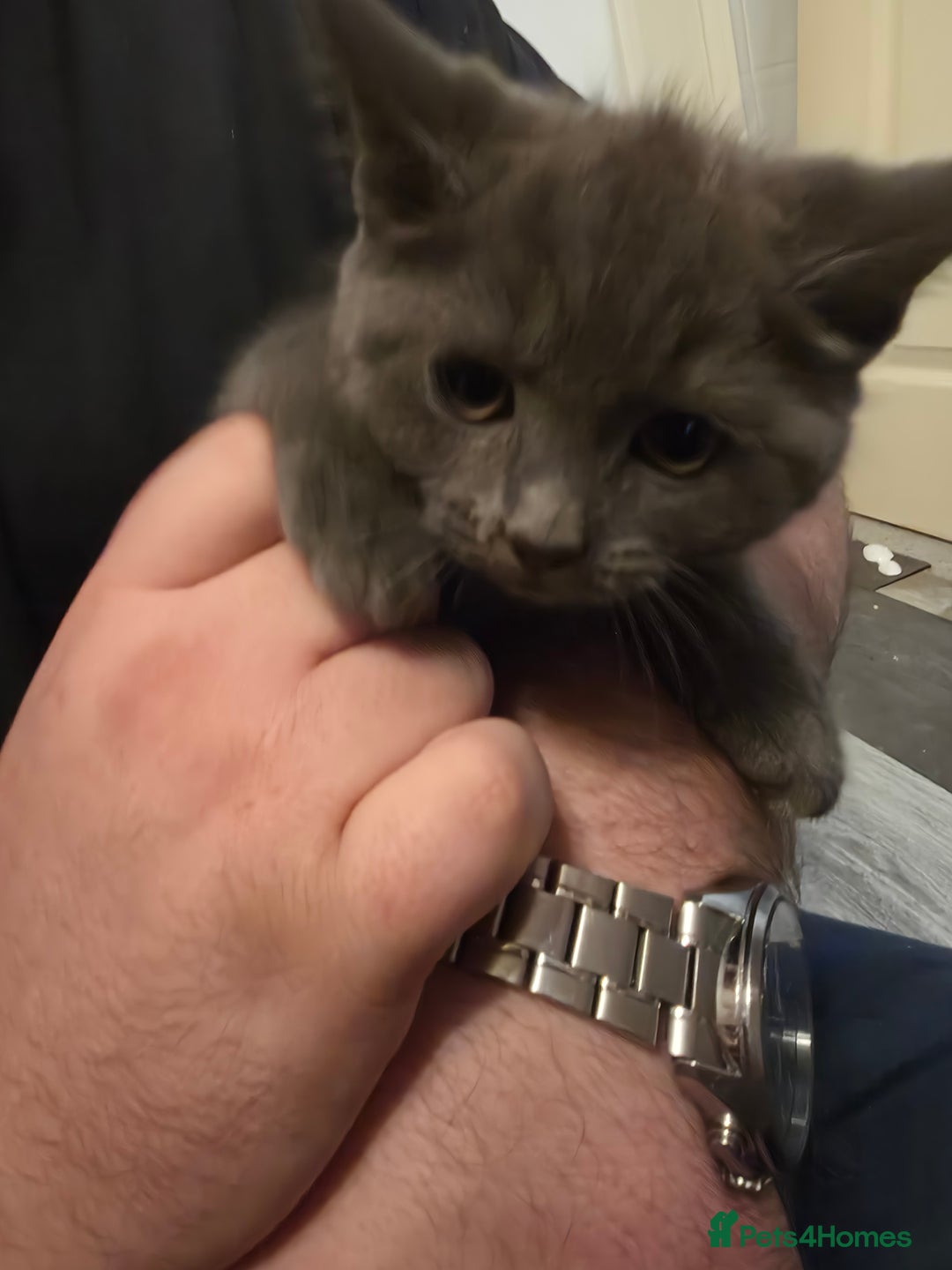 Mixed Breed cats for sale: Scottish fold x maine coon  - Advert 3