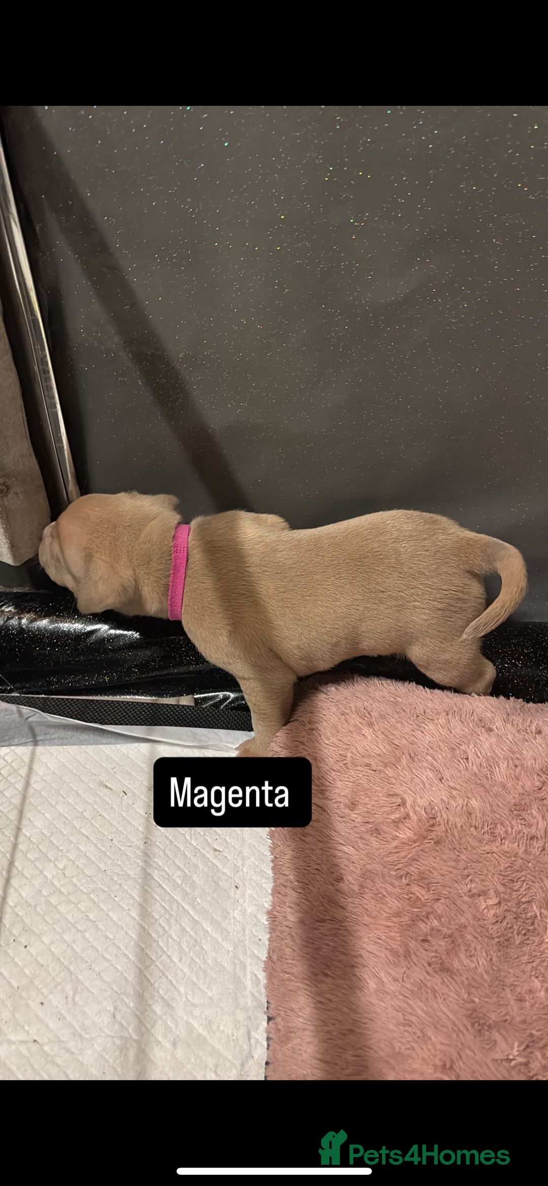 American Bully dogs for sale: AMERICAN POCKET BULLYS - Image 14