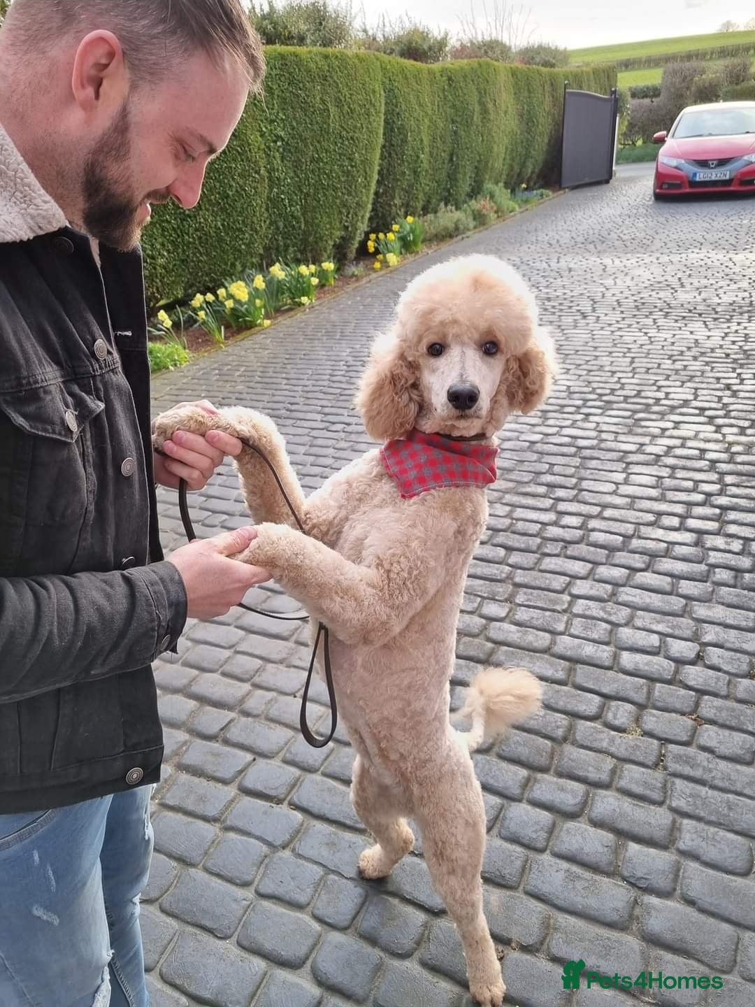 Mixed Breed dogs for sale: Saint Bernadoodles F1  - Image 11