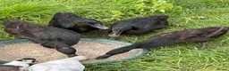 Ducks poultry for sale: Runner x Cayuga ducks  - Advert 1