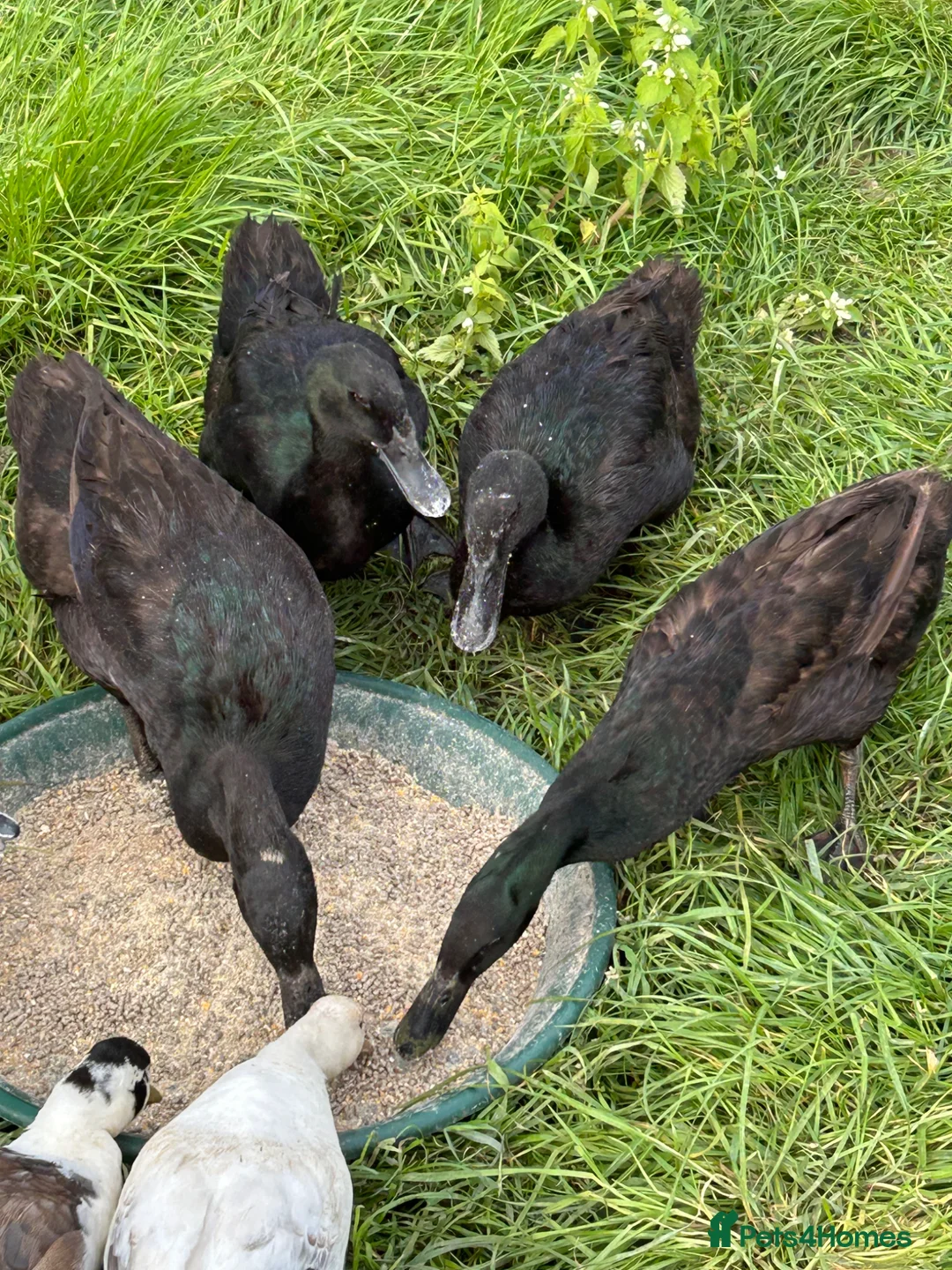 Ducks poultry for sale: Runner x Cayuga ducks  - Advert 1