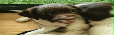 English Springer Spaniel Puppy 9