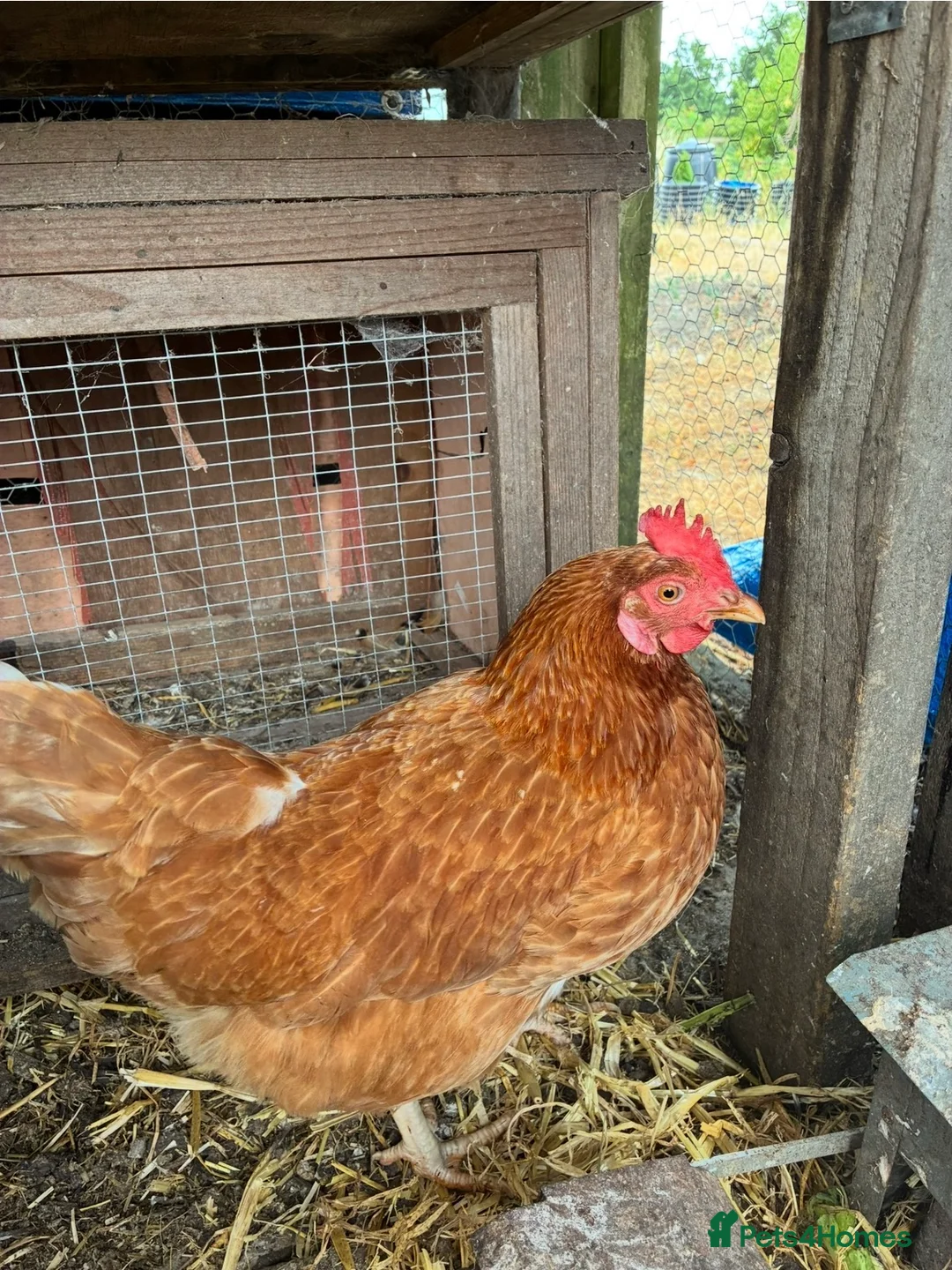 Chickens poultry for sale: Chickens for Rehoming FREE in Thatcham - Advert 4