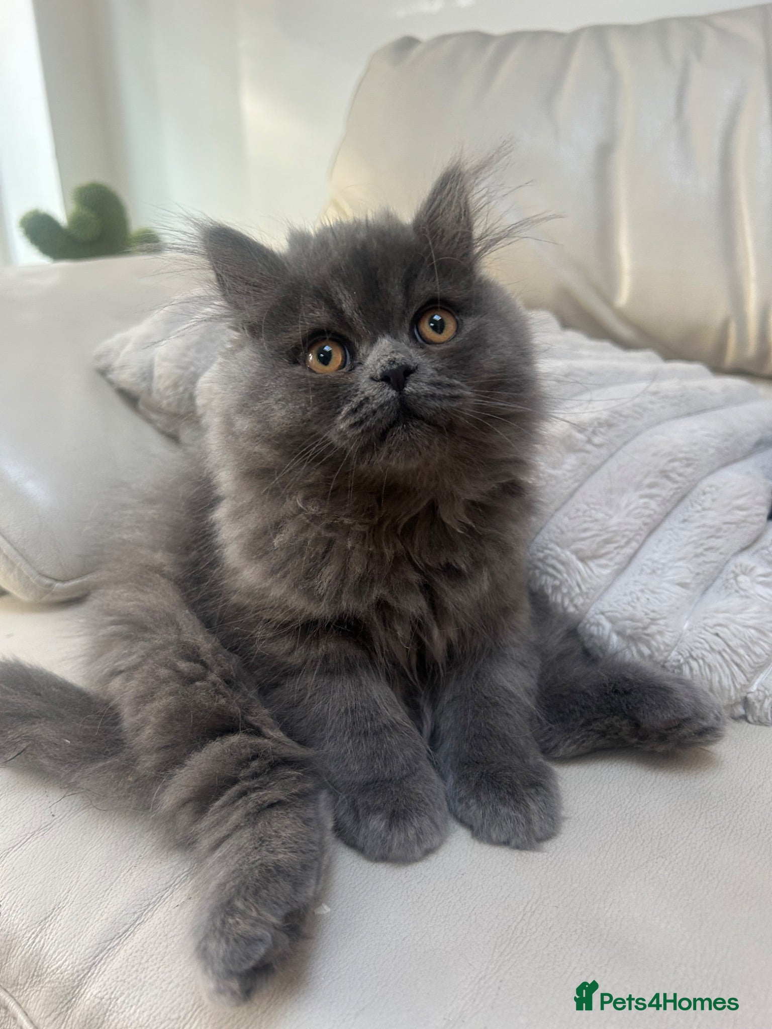 Persian cats Stunning Persian kitten for sale  - Advert 1