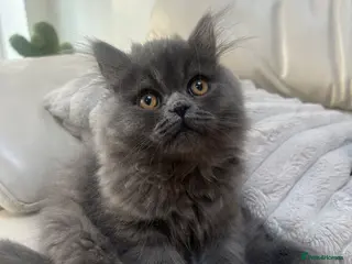 Persian cats Stunning Persian kitten for sale - Advert 2