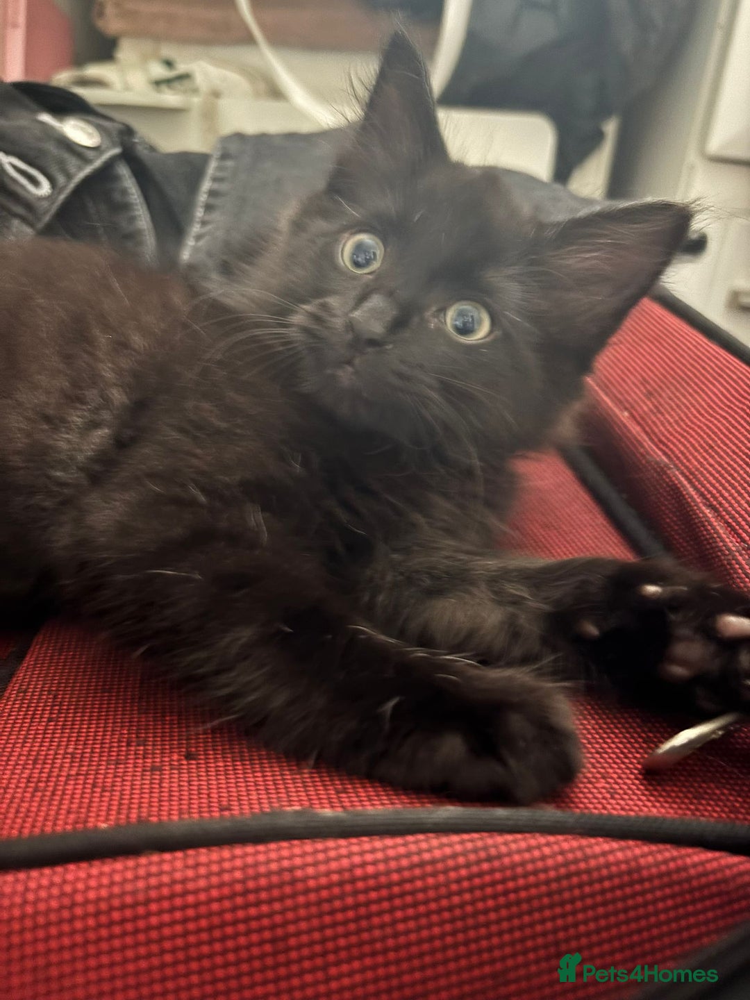 Mixed Breed cats for sale: 7 all black kittens - Image 12