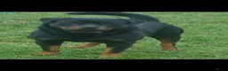 Rottweiler dogs for sale: GORGEOUS ROTTWEILLER PUPPIES - Advert 12