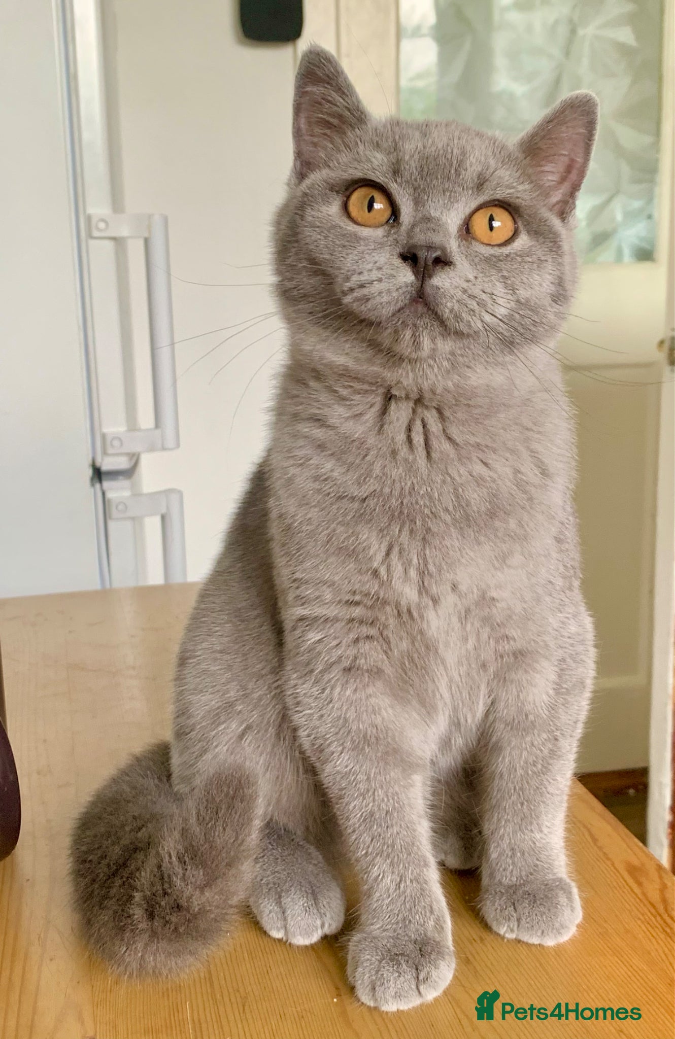 British Shorthair cats Gccf registered British Blue boy - Advert 8