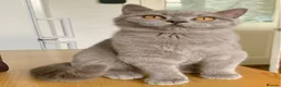British Shorthair cats for sale: Gccf registered British Blue boy - Advert 1