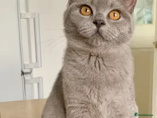 British Shorthair cats Gccf registered British Blue boy - Advert 6
