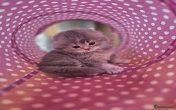 Scottish Fold cats for sale: Scottish Fold Dolls - Image 7