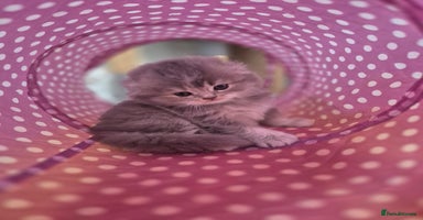 Scottish Fold cats - Advert 5