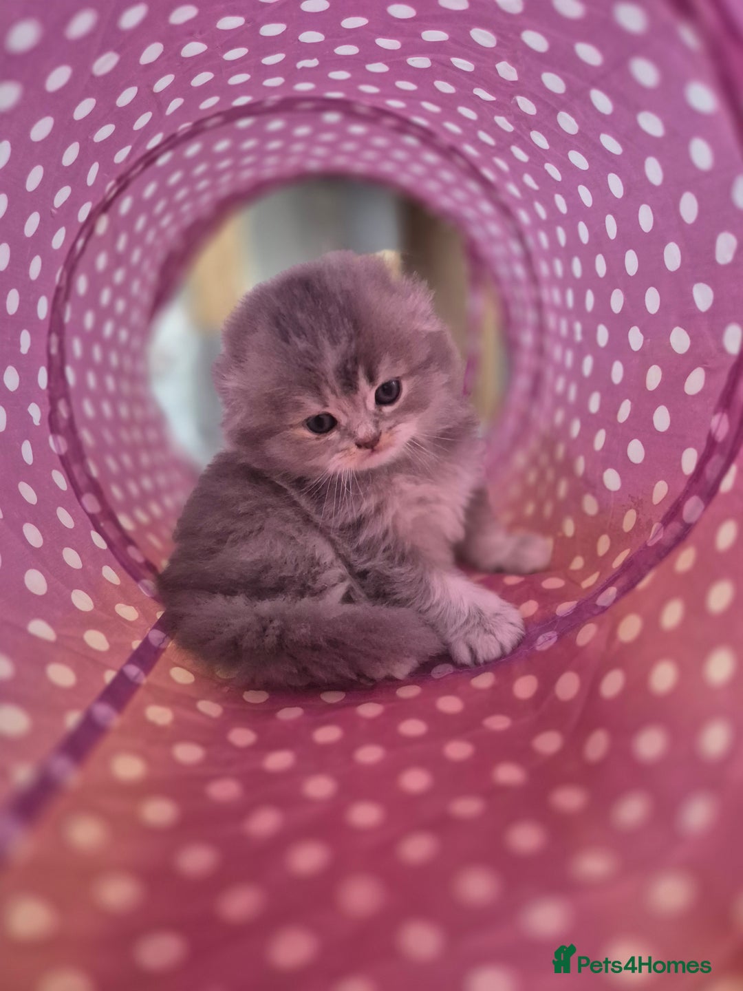 Scottish Fold cats for sale: Scottish Fold Dolls - Image 7