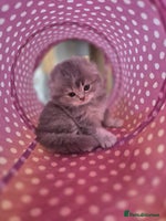 Scottish Fold cats - Advert 5