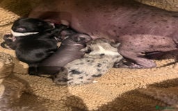 Mixed Breed dogs for sale: Stunning Merle chihuahua 2 girls ready 22nd dec - Advert 9