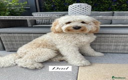 Australian Labradoodle dogs for sale: 🌟 Australian Labradoodle Puppies 🌟 - Image 11