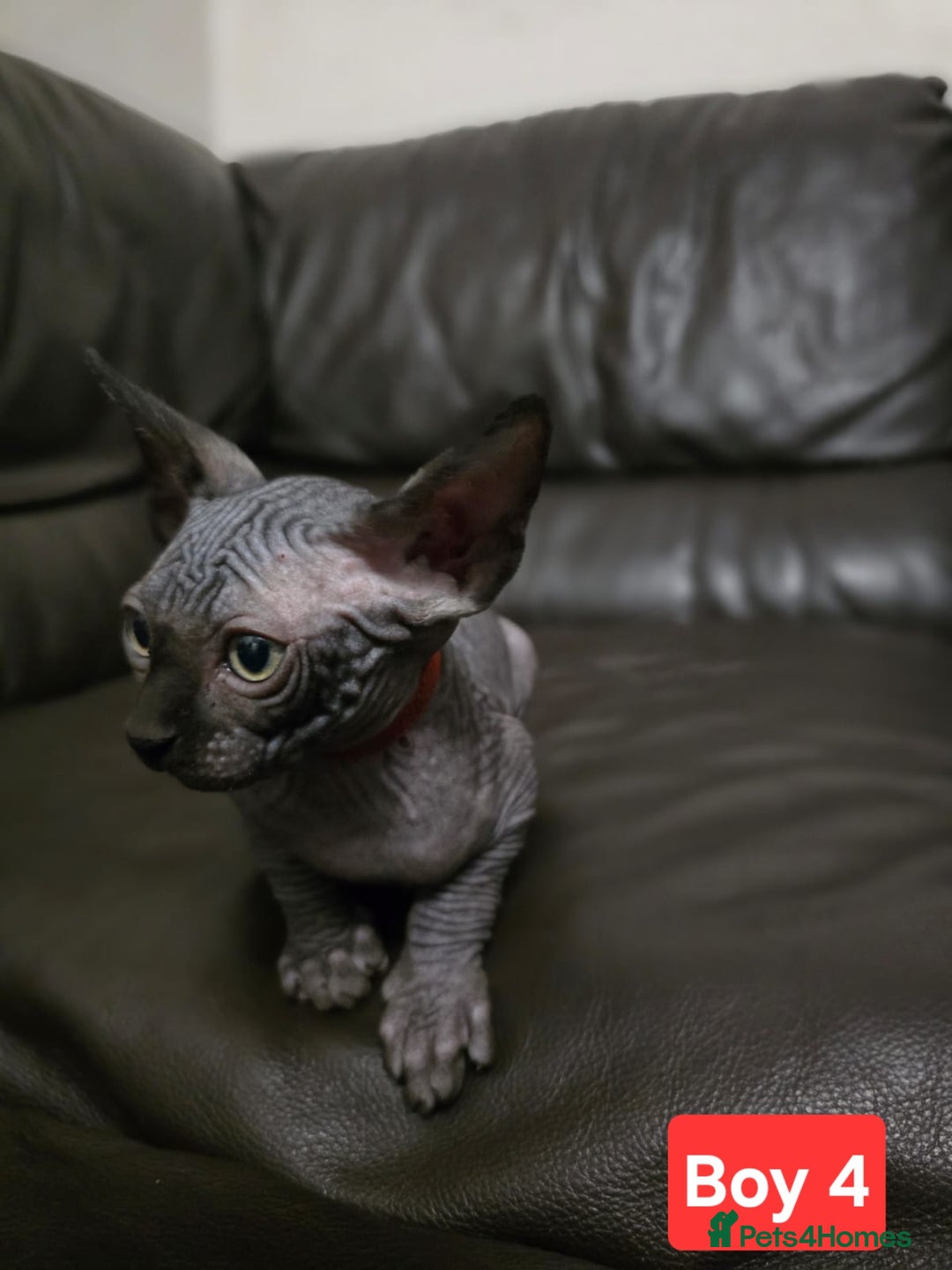 Sphynx cats for sale: 🌟 Sphynx Kittens – 5 Friendly Boys Ready Soon! 🌟 - Image 2