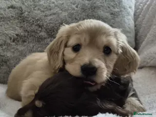 Dachshund dogs Beautiful mini long haired dachshund pups - Advert 1