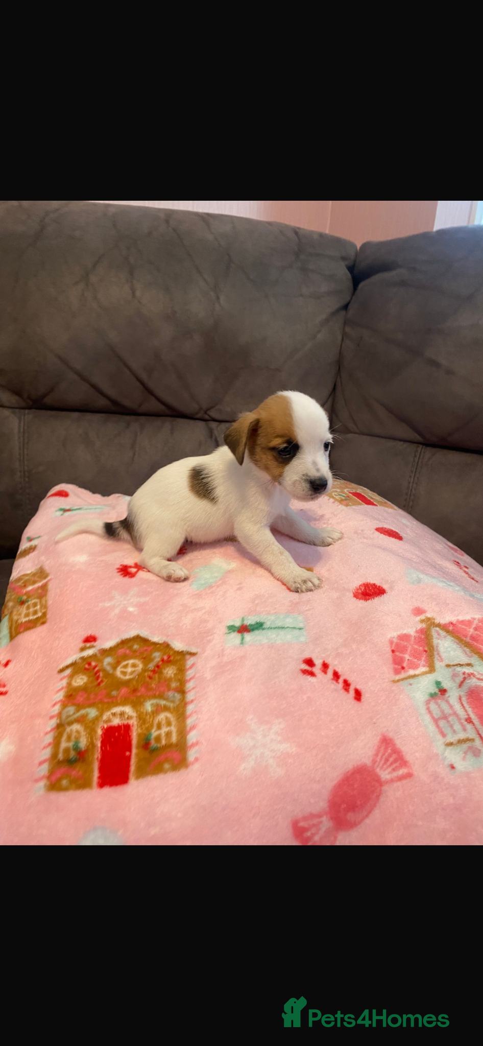 Jack Russell dogs Jack russel puppies  - Advert 8