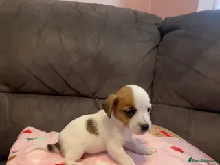 Jack Russell dogs Jack russel puppies - Advert 8