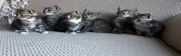 Mixed Breed cats for sale: Six Beautiful Tabby Kittens  - Advert 13