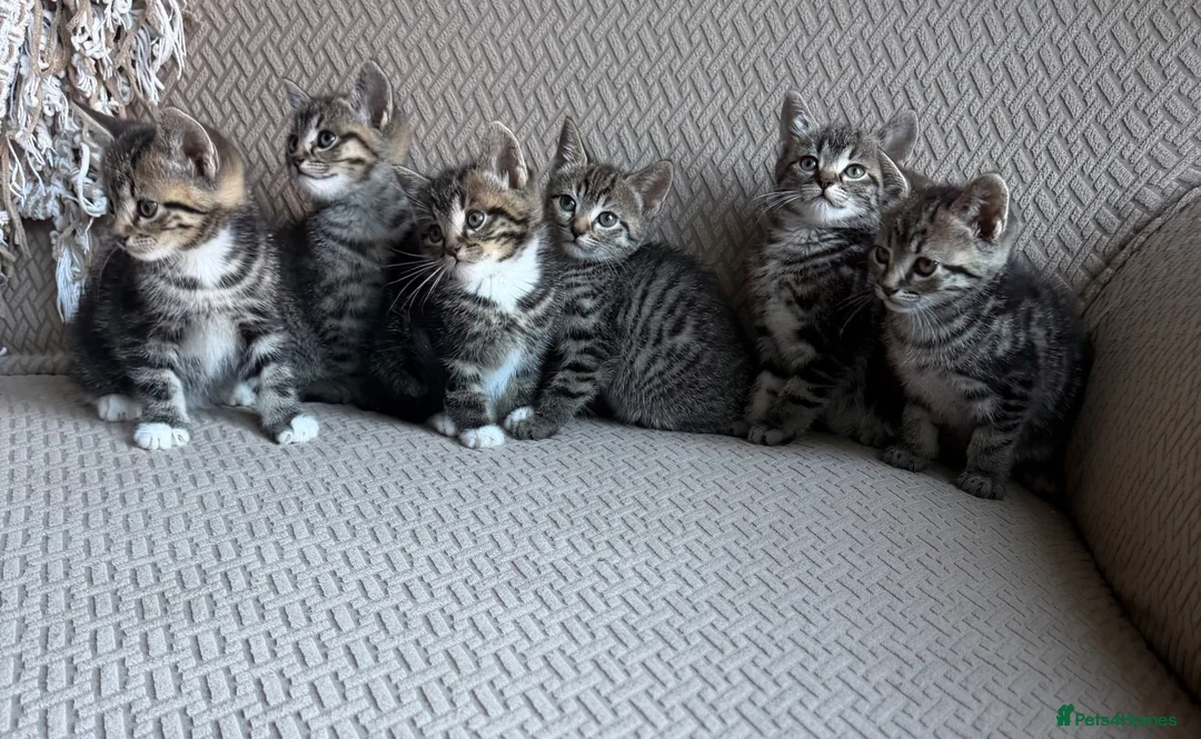 Mixed Breed cats for sale: Six Beautiful Tabby Kittens  - Advert 13