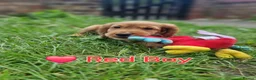 Cocker Spaniel dogs for sale: KC REGISTERED COCKER SPANIELS - Advert 18