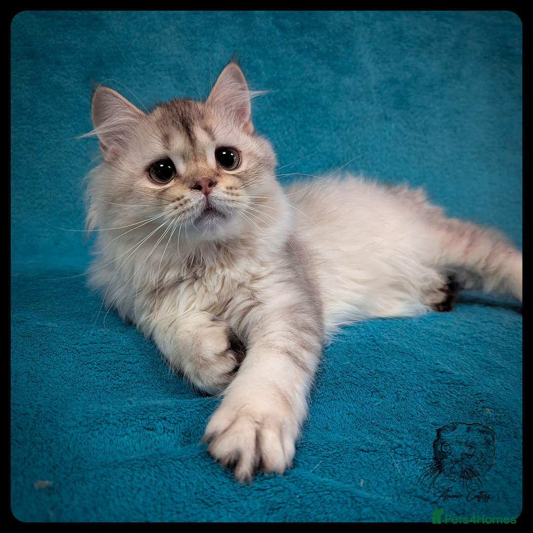 Scottish Fold cats for sale: TICA Registered Scottish kittens - Advert 39