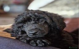 Miniature Poodle dogs for sale: Male Available  - Image 1