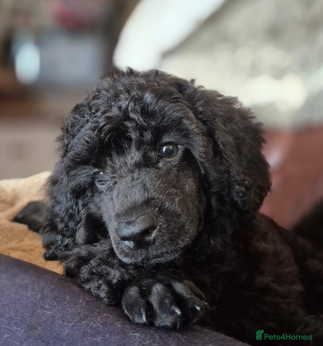 Miniature Poodle dogs for sale: Male Available  - Image 1