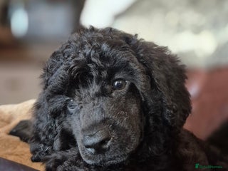 Miniature Poodle dogs for sale - Advert 1