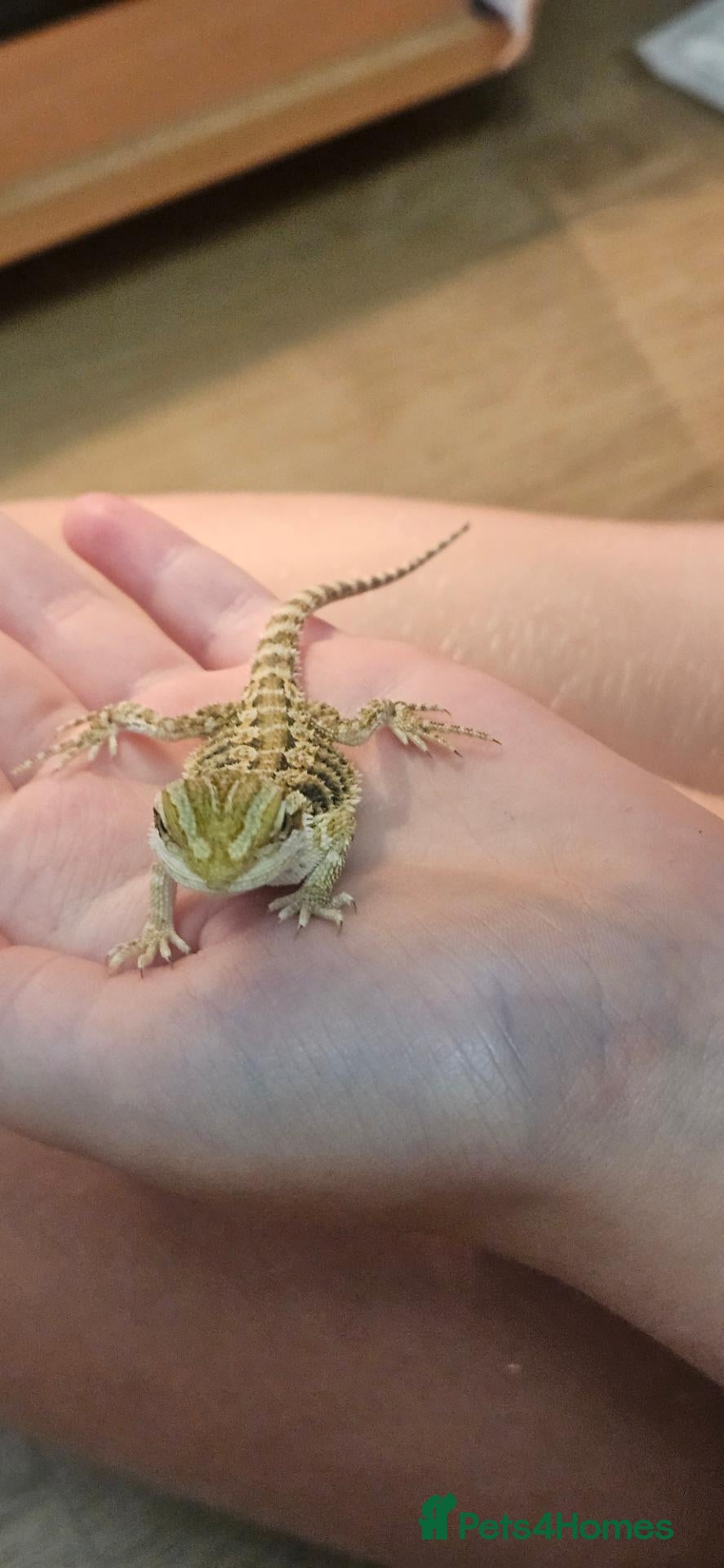 Bearded Dragon reptiles Baby Bearded dragons - Advert 1