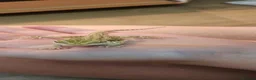 Bearded Dragon reptiles for sale: Baby Bearded dragons - Advert 1