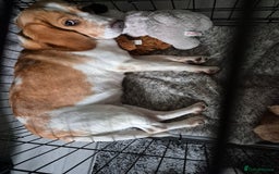 Beagle dogs for sale: 4 year old female beagle - Image 2
