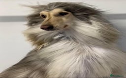 Afghan Hound dogs for sale: Black and cream male Afghan hound - Image 4