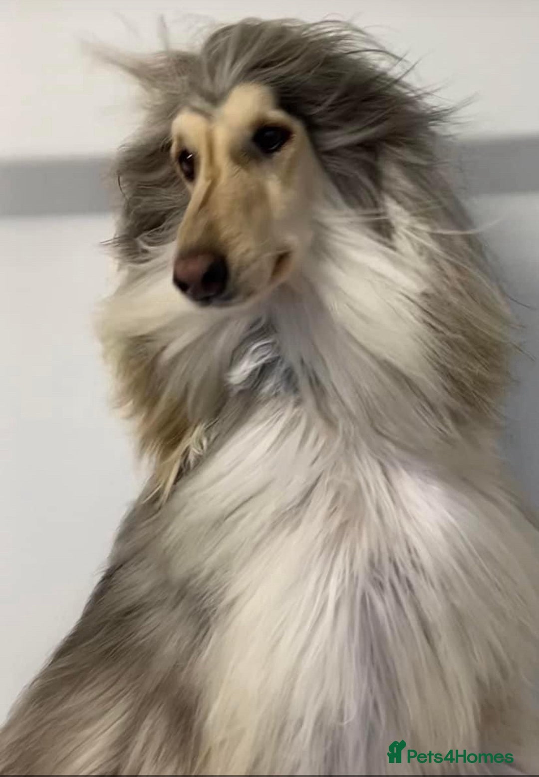 Afghan Hound dogs for sale: Black and cream male Afghan hound - Image 4