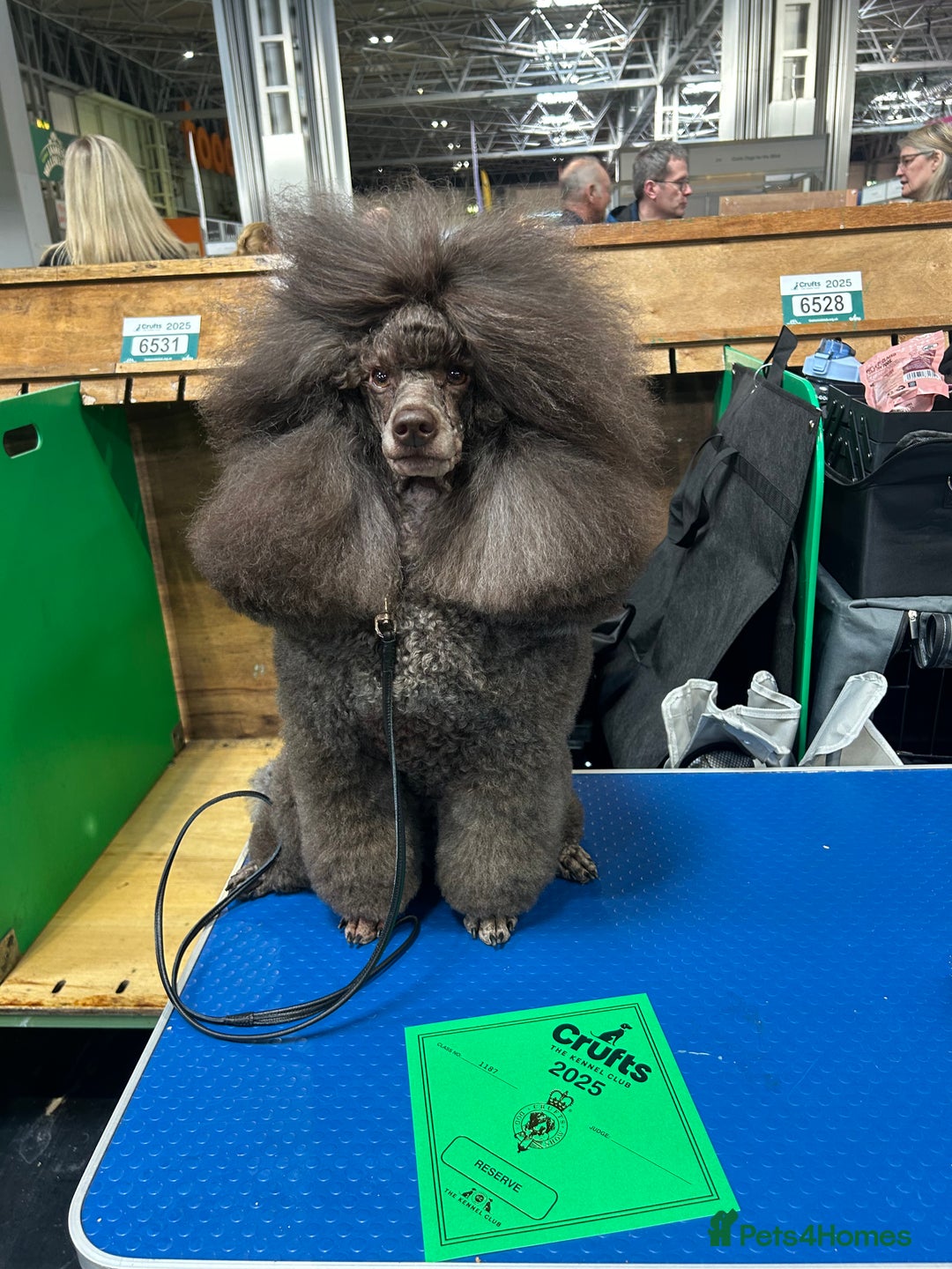 Miniature Poodle dogs for sale: Show quality male poodle  - Image 6
