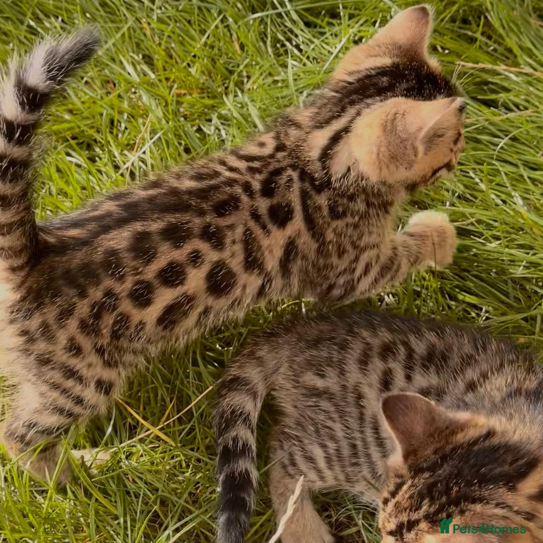 Bengal cats for sale:  Bengal kittens - Image 5