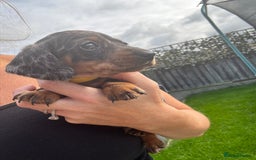 Miniature Dachshund dogs for sale: Beautiful kc registered miniature dachshunds  - Image 20