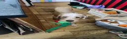 Mixed Breed dogs for sale: Crowley – Loving Lab×GWP Seeking Experienced Home in Bradford - Advert 12