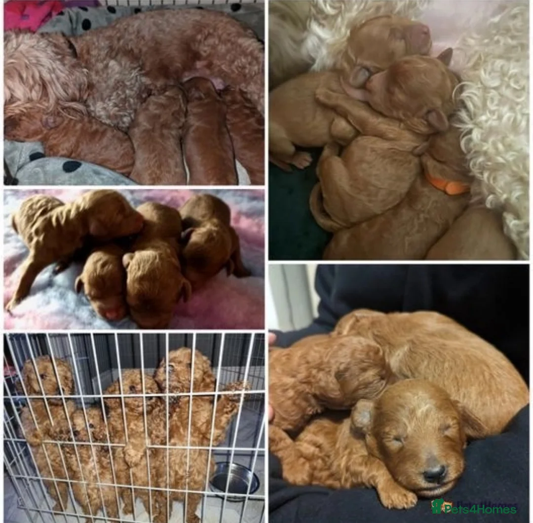 Miniature Poodle dogs for stud: KC DNA tested proven RED miniature poodle stud in Manchester - Advert 15