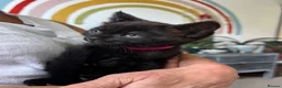 Mixed Breed cats for sale: Three kittens ready now in Torquay - Advert 22