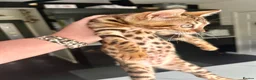 Bengal cats for sale: 2 bengal tiger  cubs for sale  - Advert 9