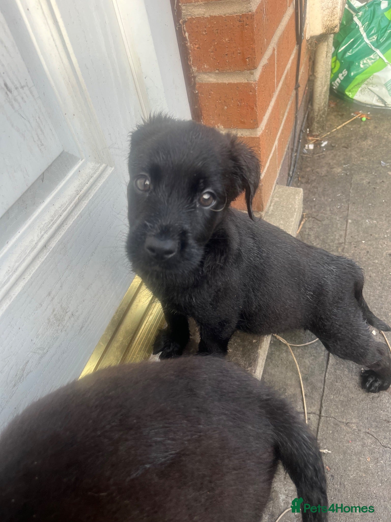 Mixed Breed dogs Canedoodle puppies £450open to sensible offers  - Advert 1